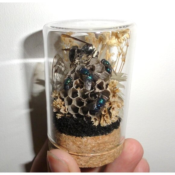 Hornet Wasp Nest Blowflies Cicada Wing Oddity Dome curiosity insect taxidermy - Picture 8 of 16